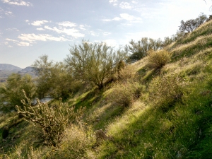 Grassy Meadow on Northern Side of Mt. Pinter, Butcher Jones Trail / Mt. Pinter Loop, Saguaro Lake