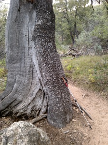 Massive Tree Along Path - Long Canyon Trail, Sedona, Arizona