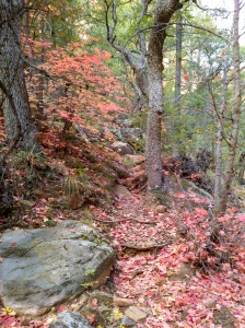 Fallen Red Foliage along Trail - Long Canyon Trail, Sedona, Arizona