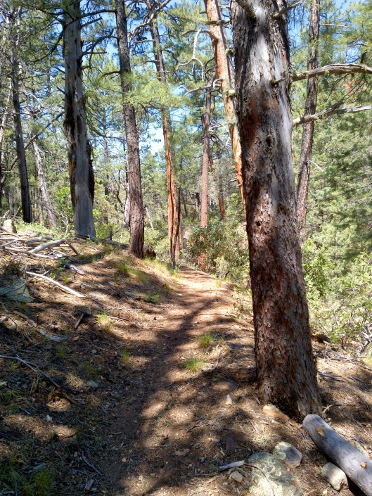Shaded Bear Sign Trail, Sedona, Arizona